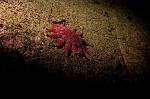 Red star